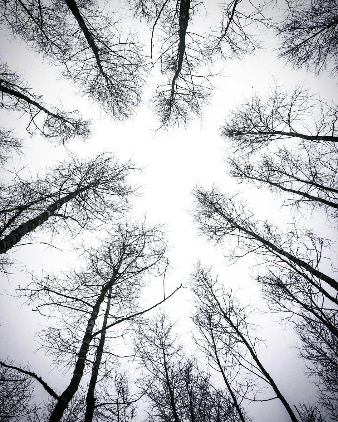 Leafless Trees Under White Sky